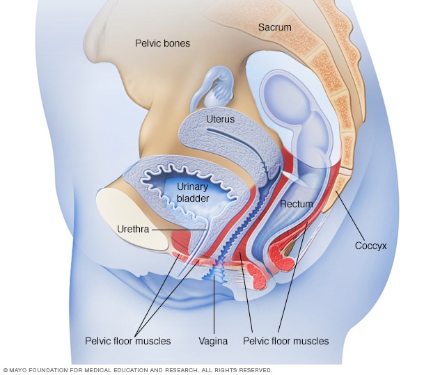 Female Anatomy Illustration for Urinary Incontinence