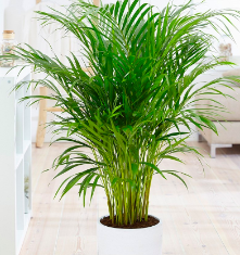Bamboo Palm Air Cleaning Plant