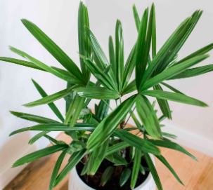 Lady Palm Air Cleaning Plant