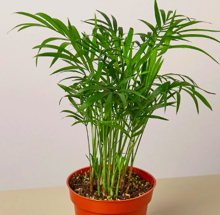 Parlor Palm Air Cleaning Plant