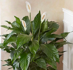 Peace Lily Air Cleaning Plant