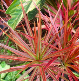 Red Edged Dracaena Air Cleaning Plant