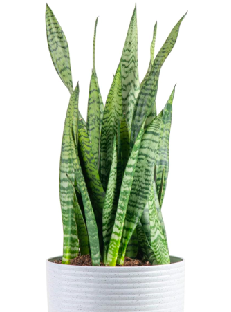 Snake Air Cleaning Plant