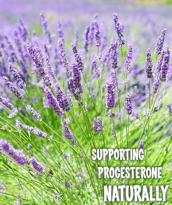 Chasteberry is an herbal supplement to help restore progesterone