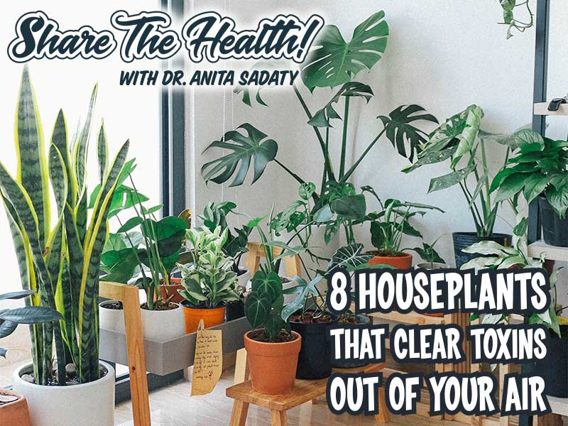 8 Houseplants That Clear Toxins Out Of Your Air – According To NASA