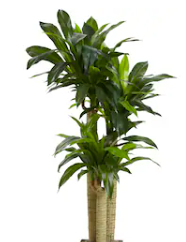 Cornstalk Dracaena Air Cleaning Plant